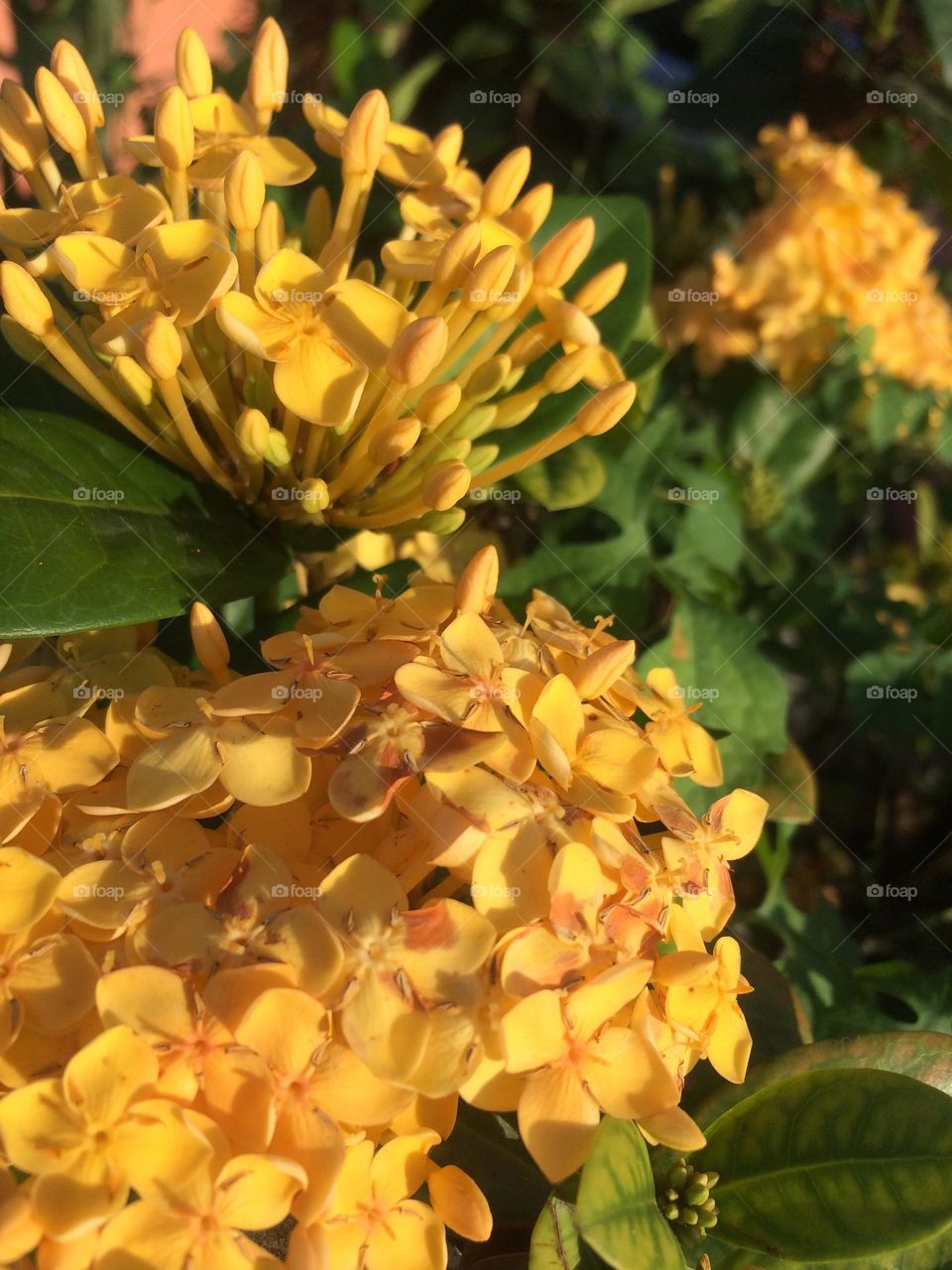 Springtime Yellow Blooms 