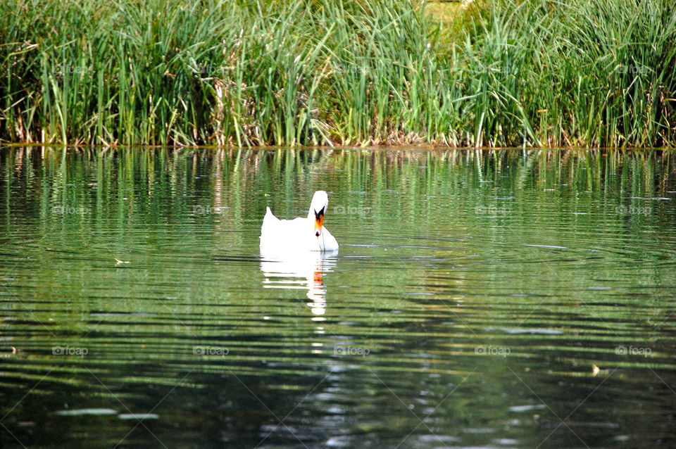 Swan on the pond