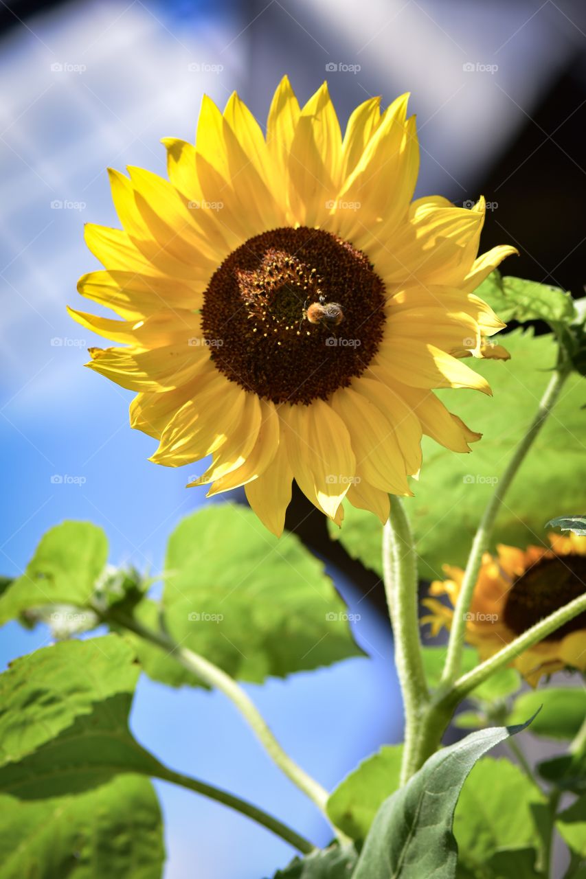 Sunflower. Windmill in the background