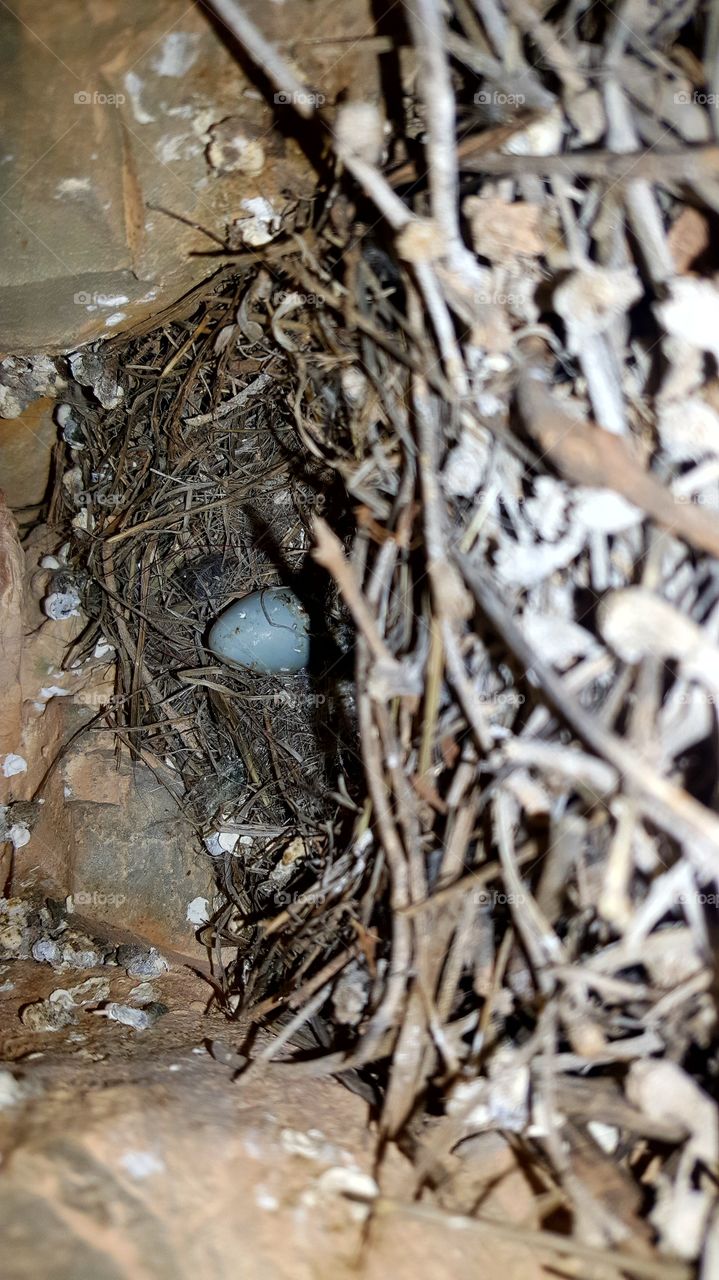 bird eggs