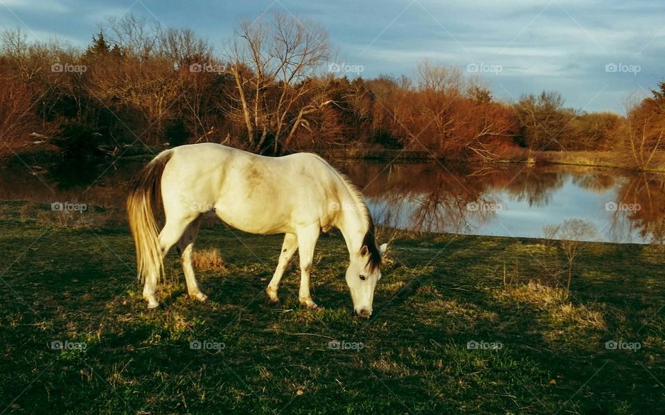 Gray horse grazing in front of a pond glorious mother nature