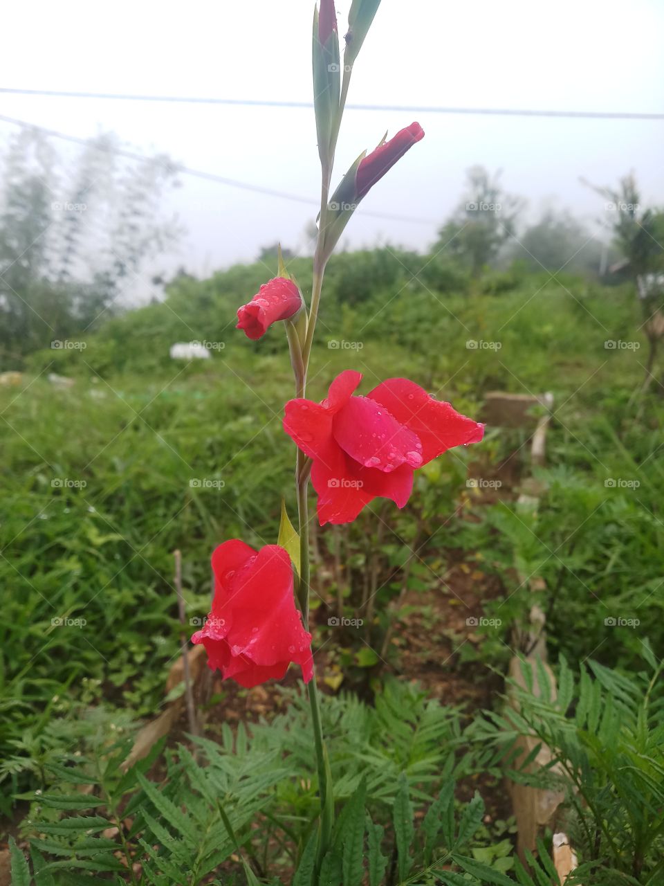 red flower in summer.