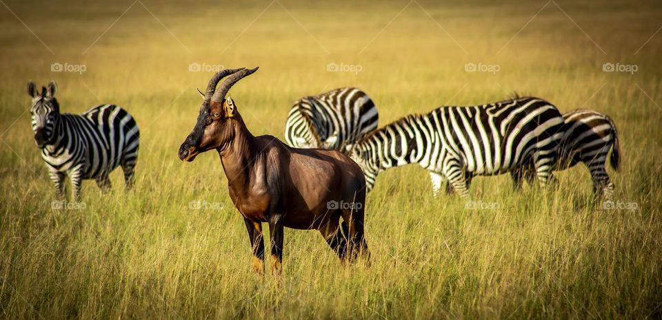 Animal Integration- This Antelope seems unsure of his situation,  being near a tough gang of zebras.