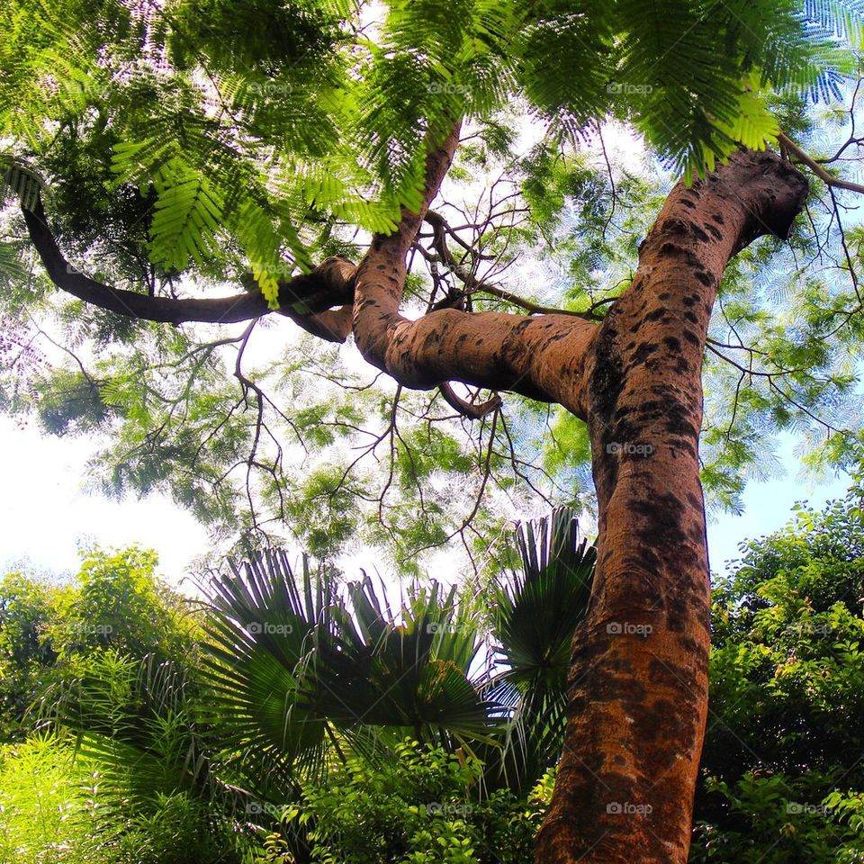 Low angle view of tree
