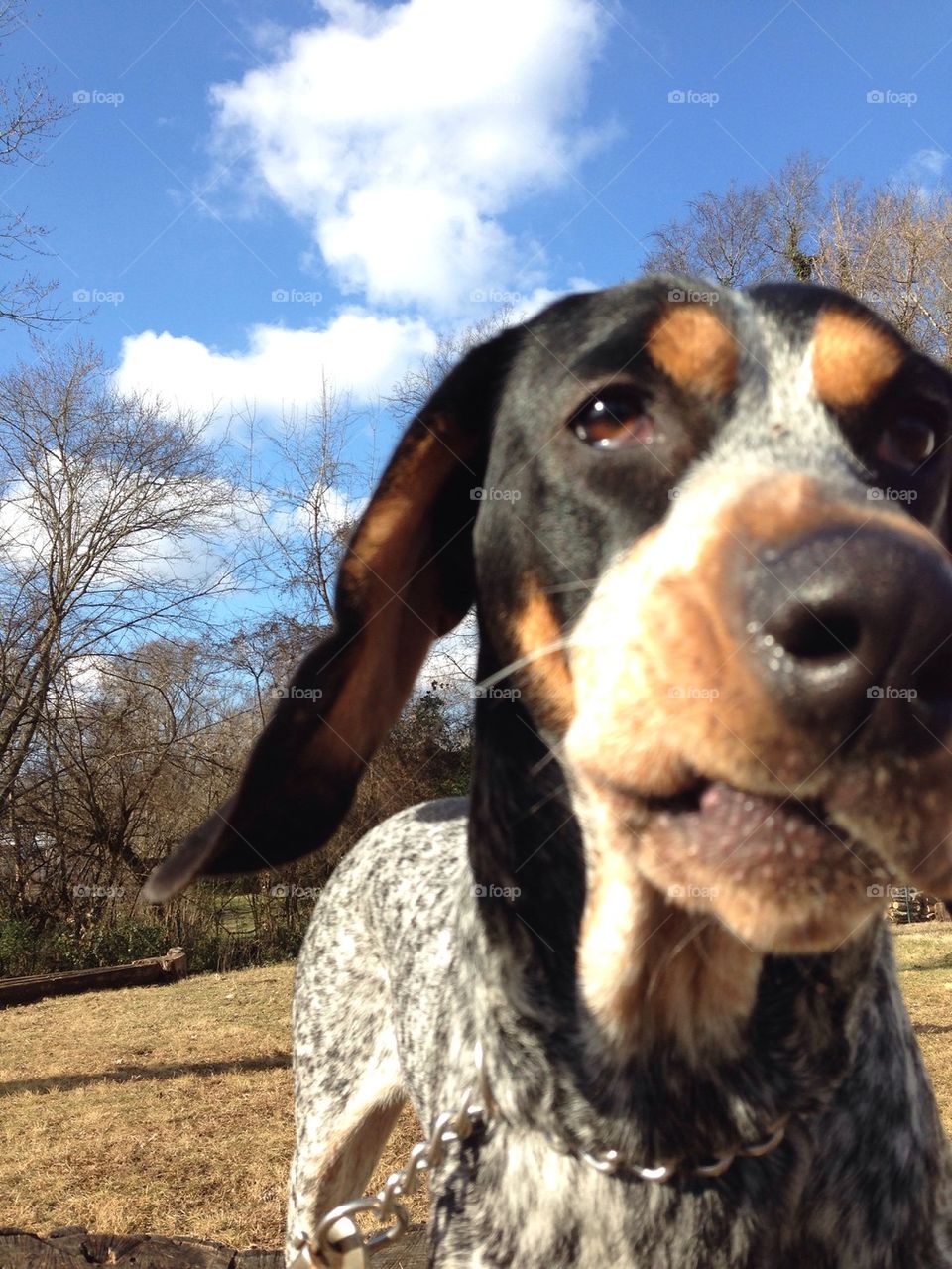 Bluetick on a sunny day