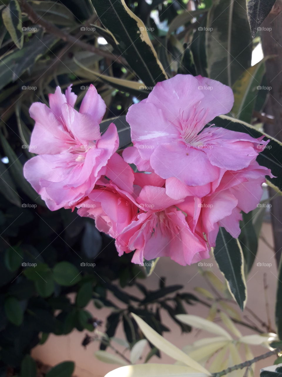 one  beautiful picture with  pink flower