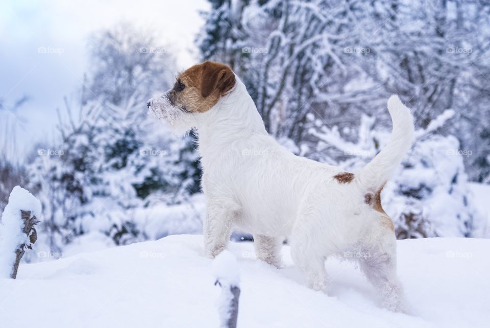 Cute terrier in winter landscape
