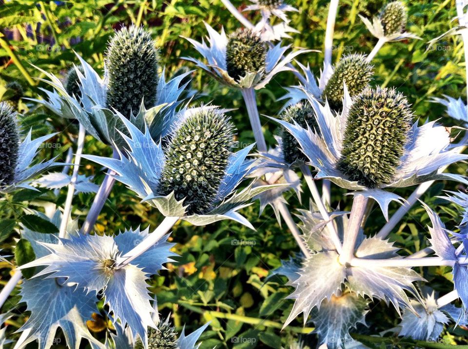 Flat sea holly plants in flowerbed in summer.