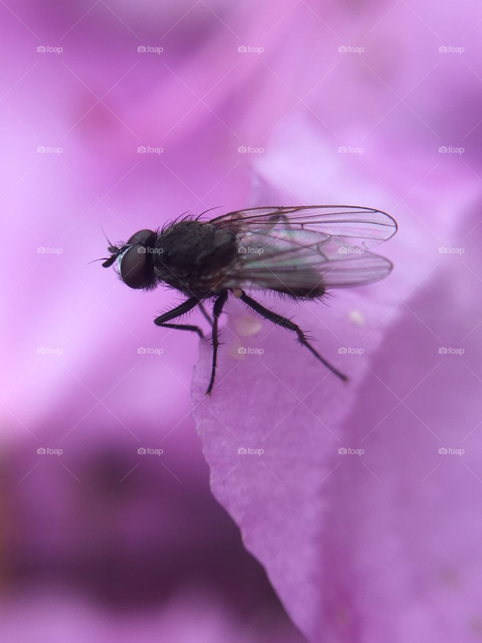 Fly on azalea