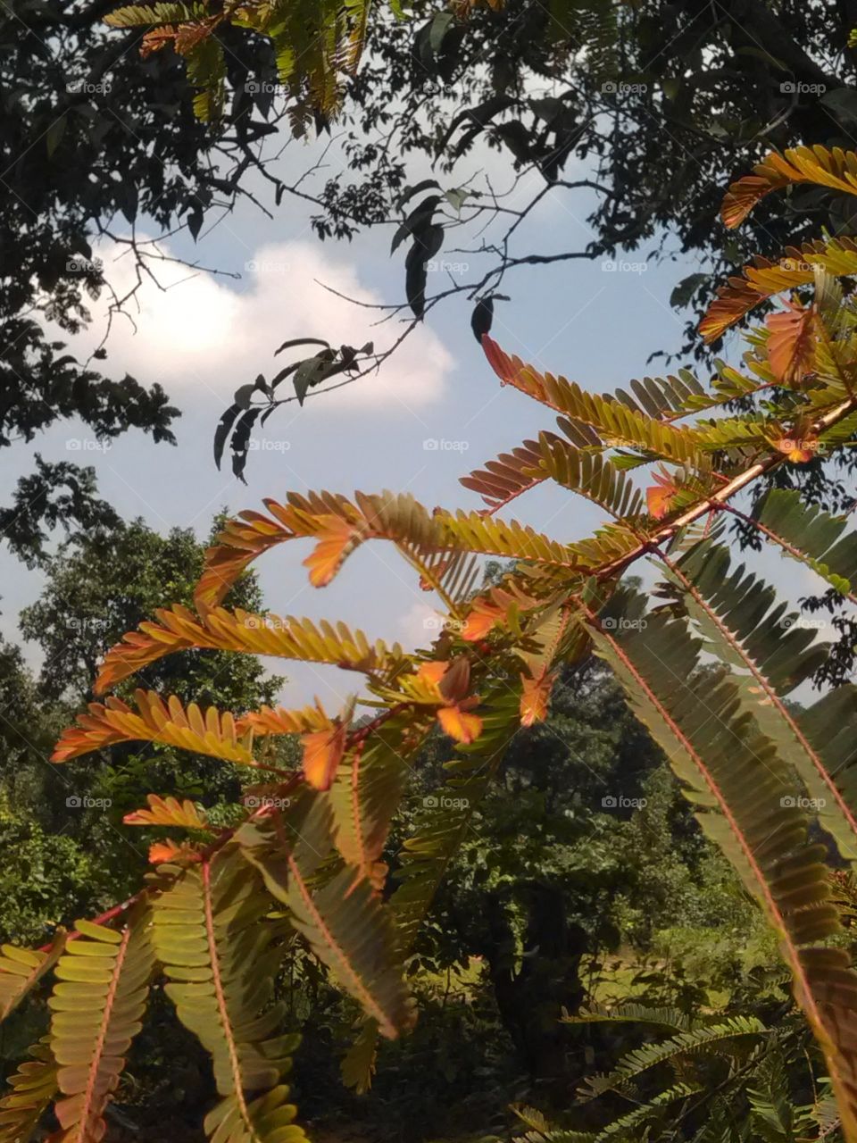 "The colorful leafs" The colorful leaves of Amla look very beautiful.