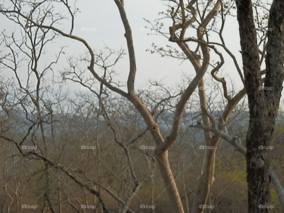 Tree, Wood, Landscape, Branch, No Person