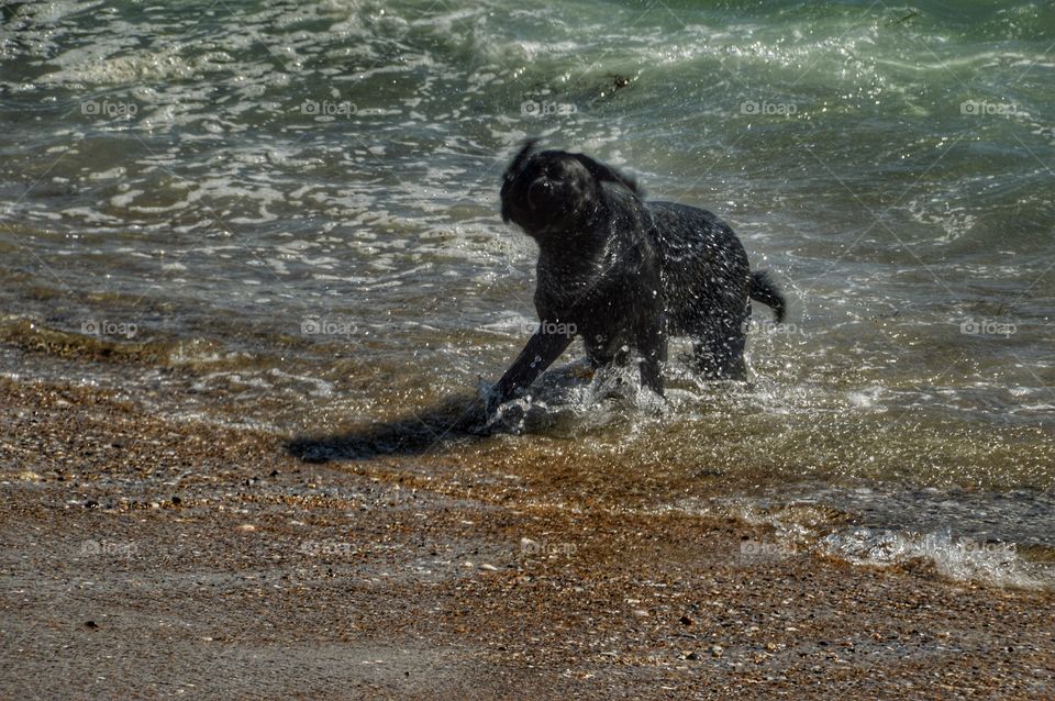 Swim 'n Shake- I captured this image, at Dog Beach, in Huntington Beach, California. A day of fun in the sun. 
