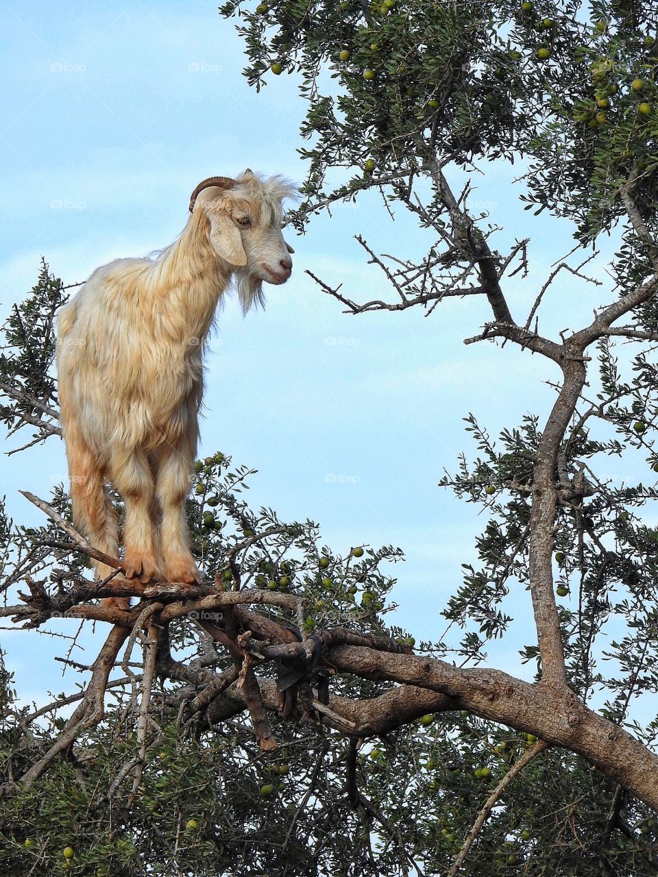 Goat on a watch