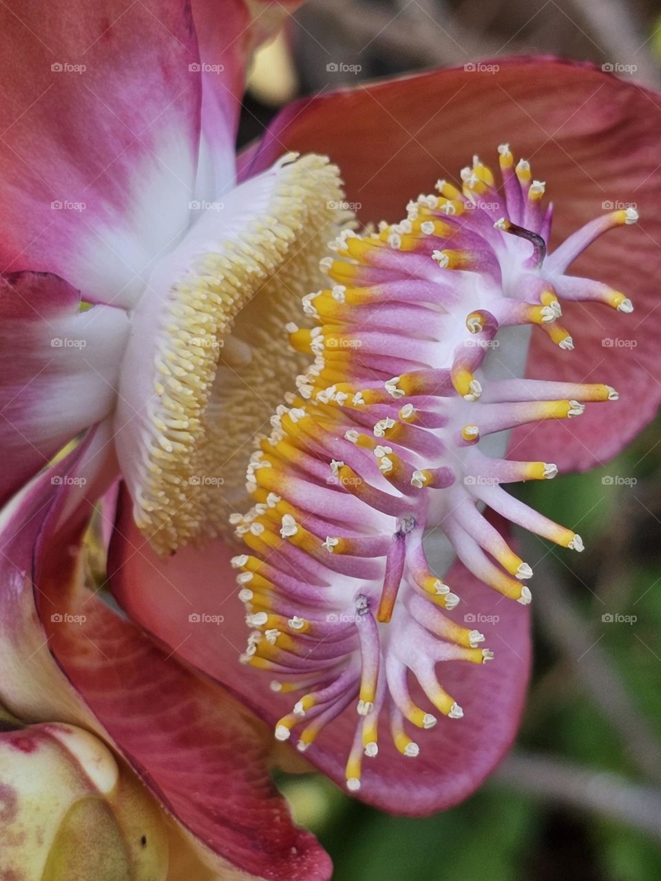 Cannonball Tree Flower in Spring