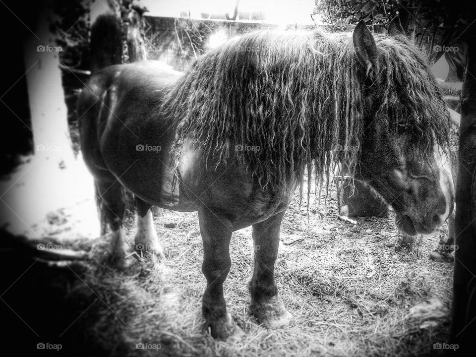 Majestic horses