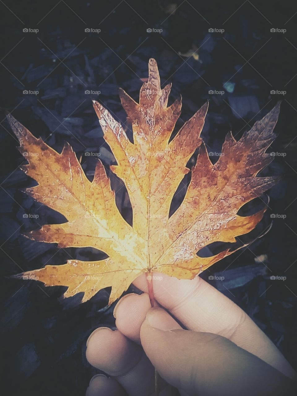 One simple leaf can hold so much Color and beauty.