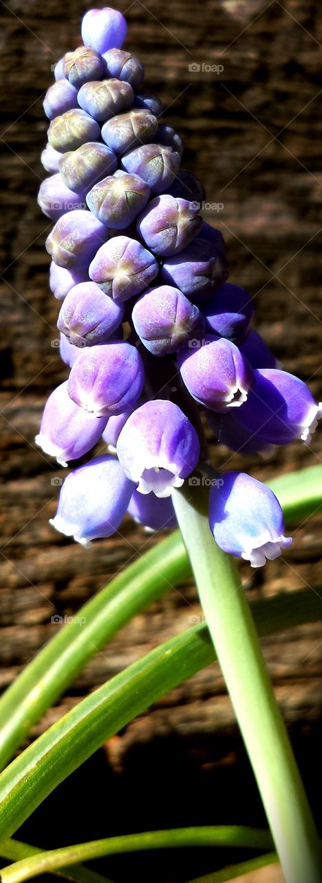 pretty blue flowers