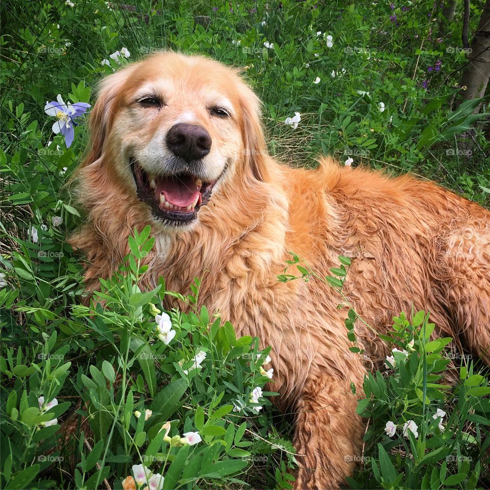 Dog enjoying flowers
