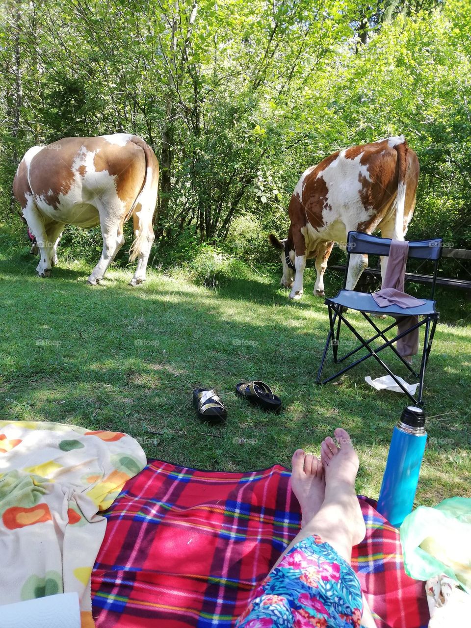 Picknick Kühe 