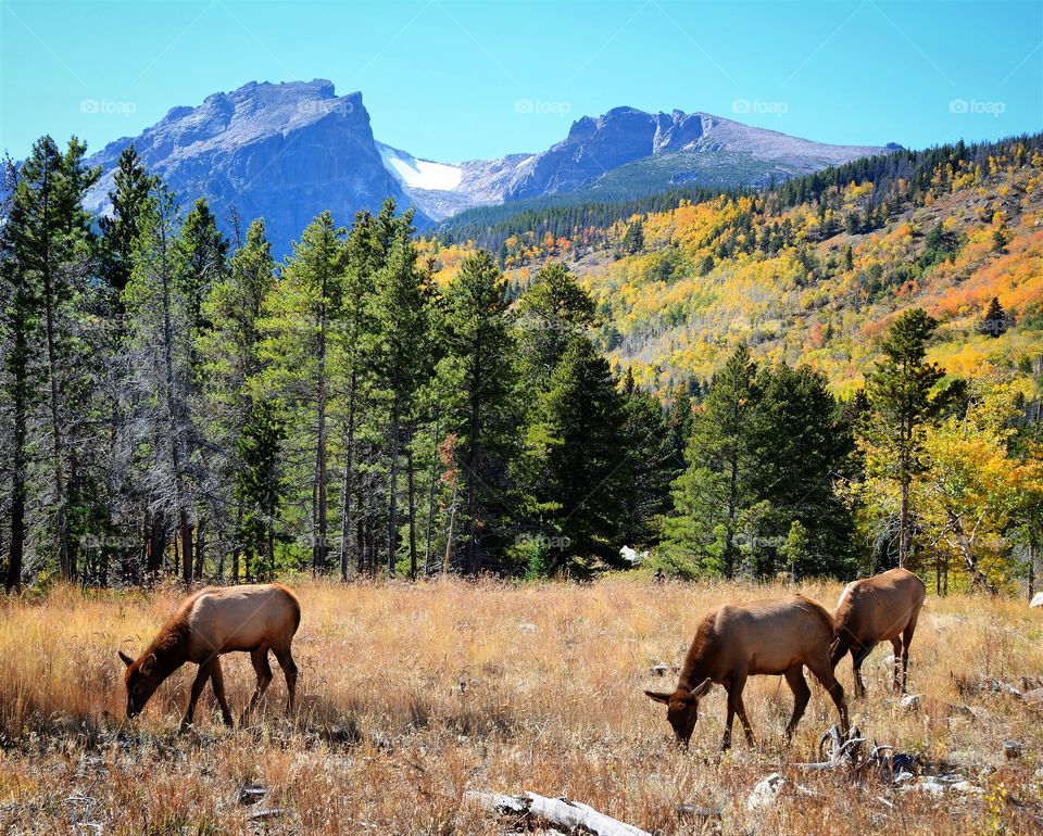 Elk in Rocky Mountain National Park 