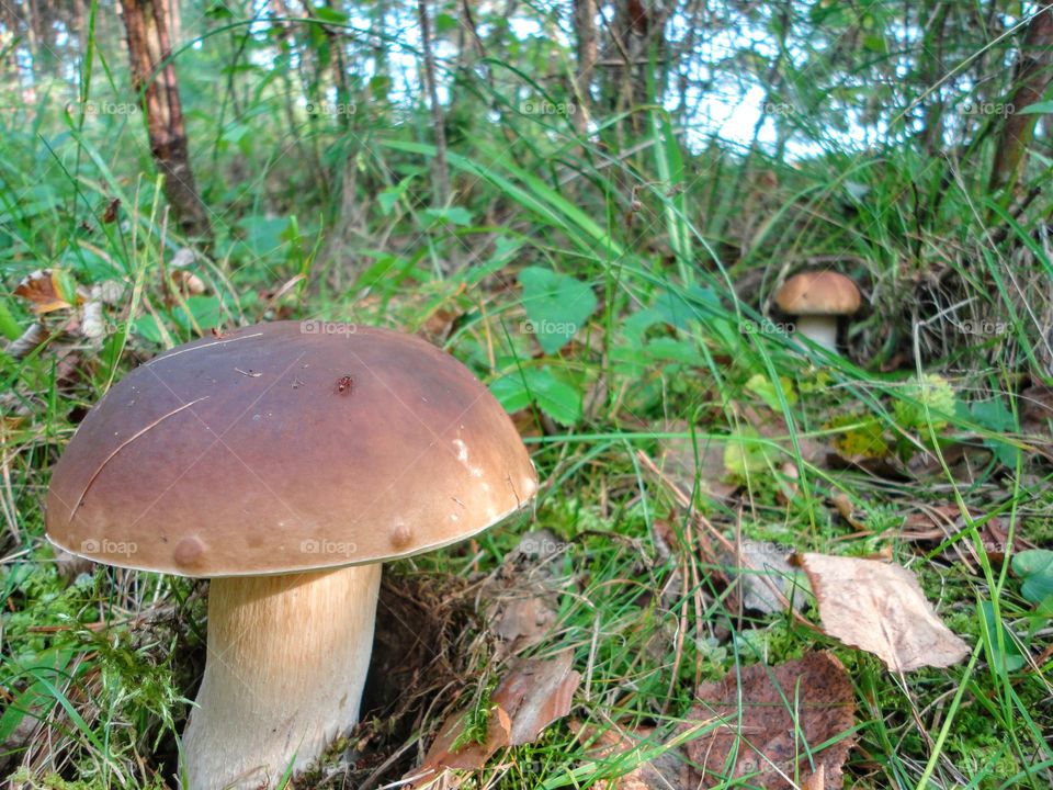 boletus growing in the forest