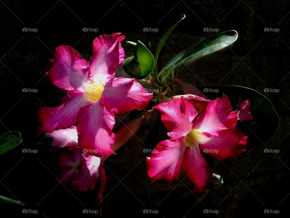 pink Flowers , frangipani