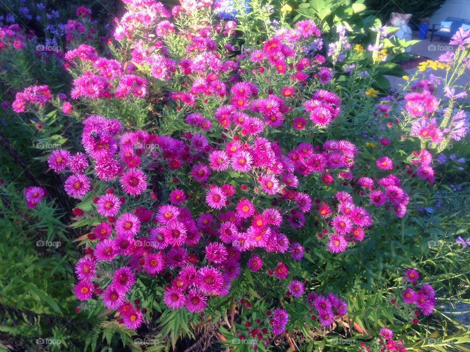 Fall Flowers in New England