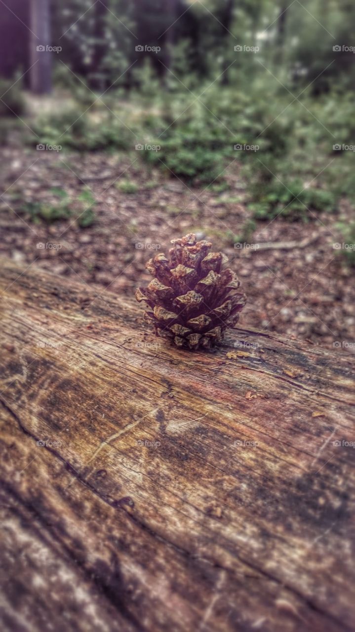 Small Pine Cone 