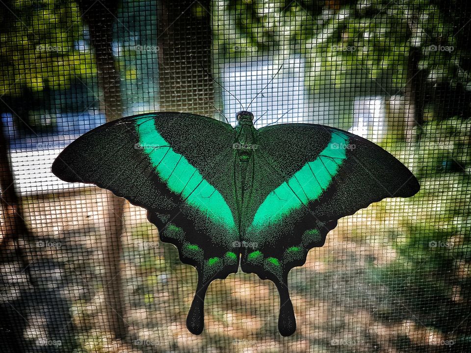 Green on the wings.