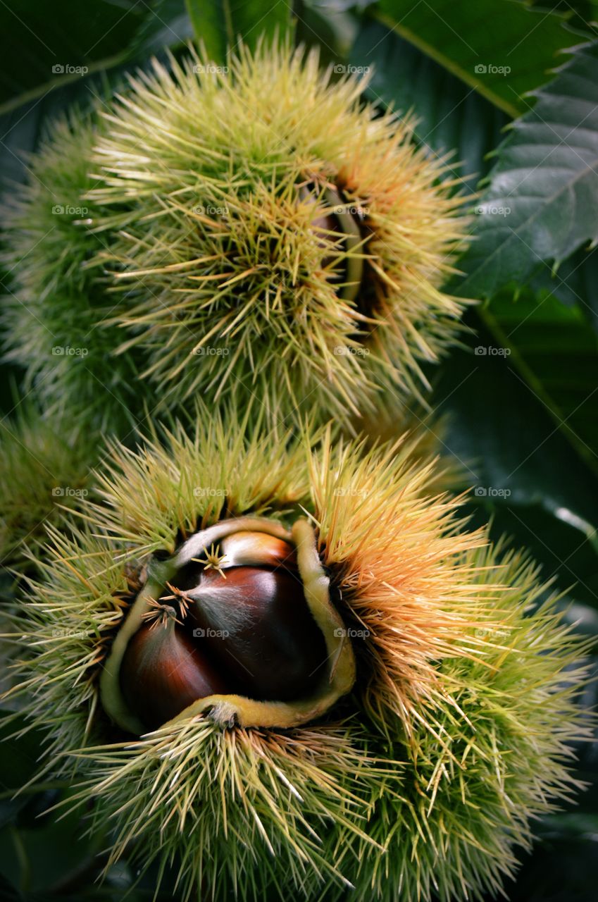 Close-up of chestnut