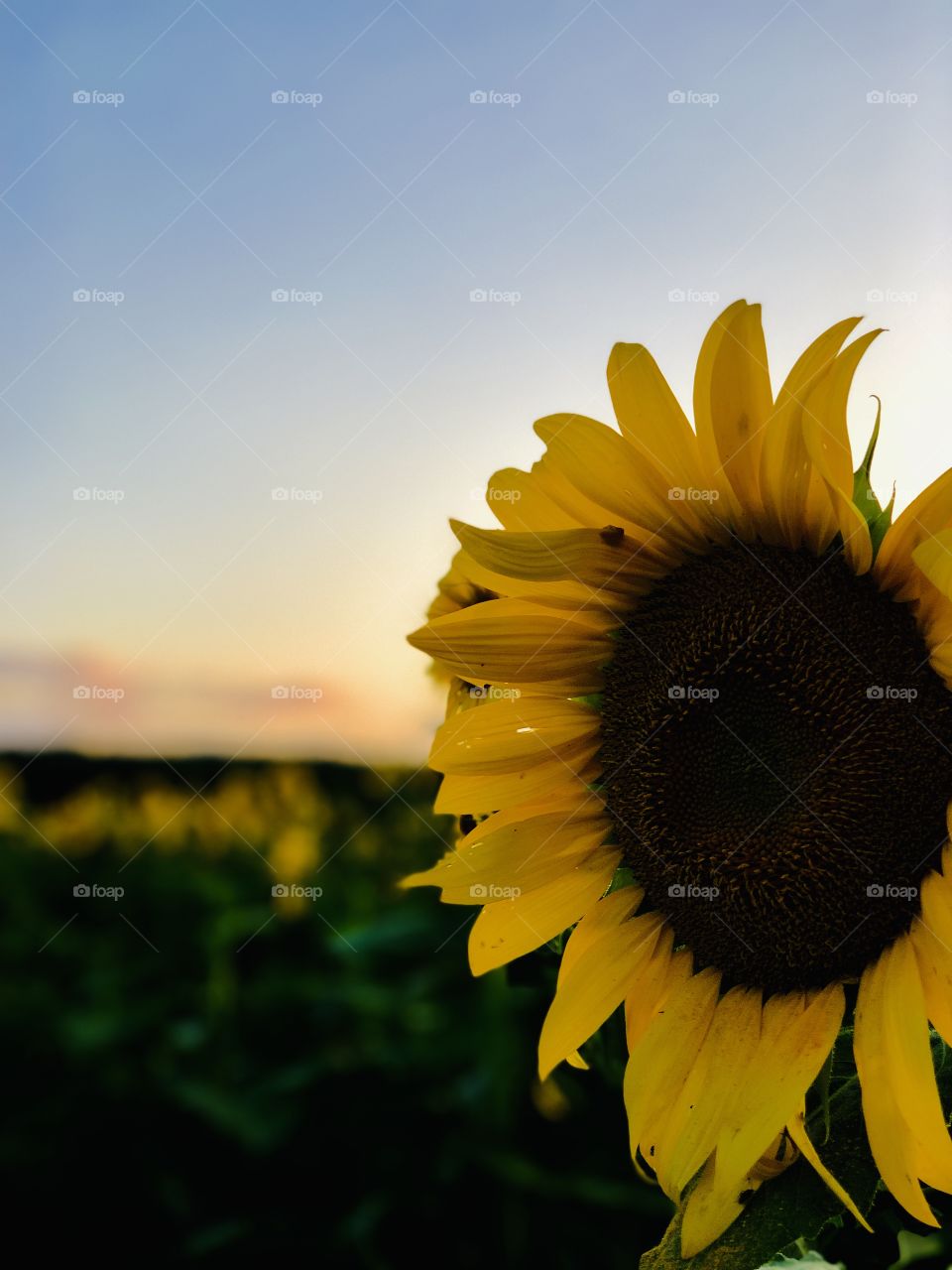 Portrait sunflower
