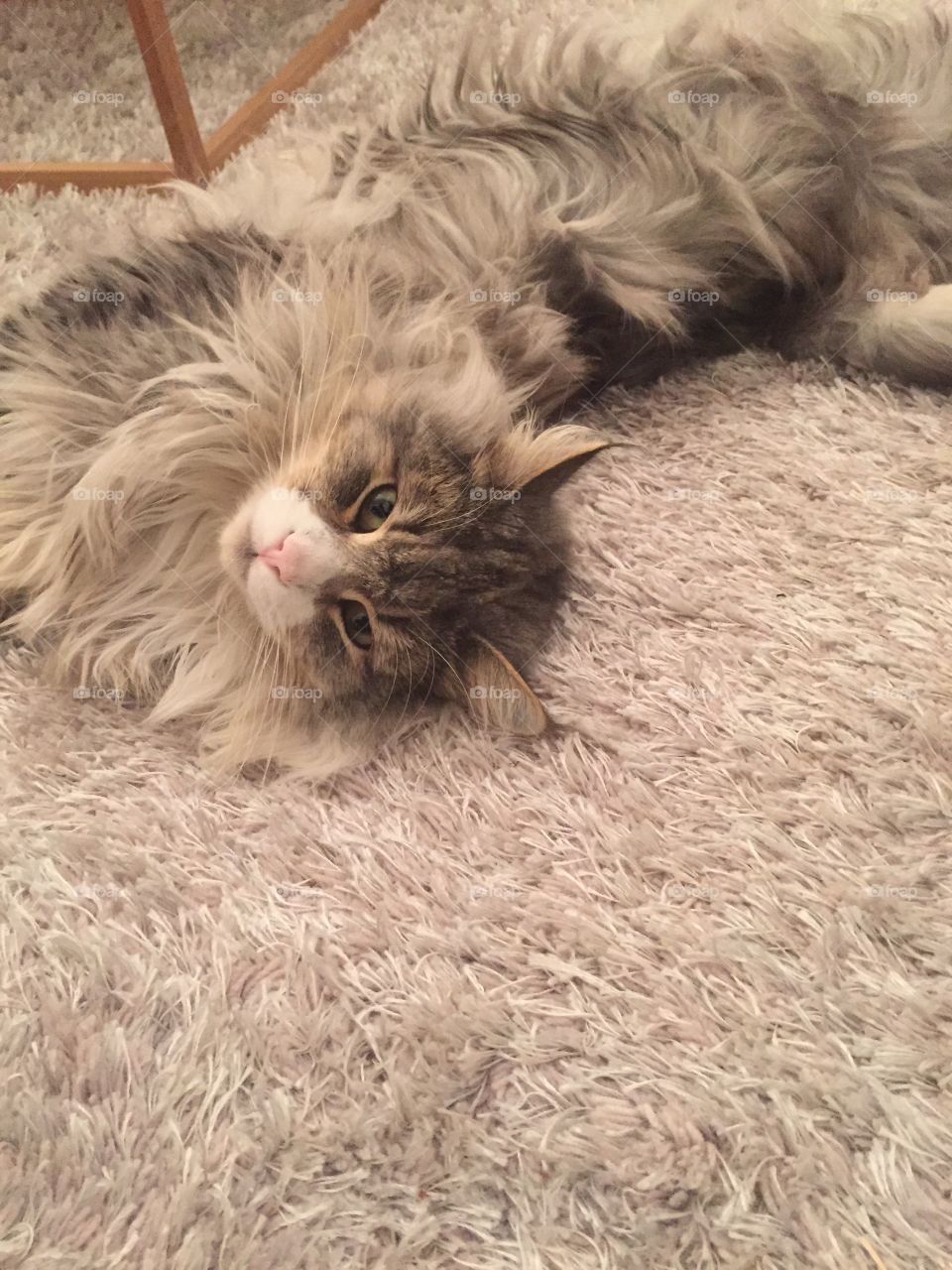 Matching cat and carpet
