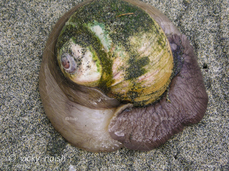 Moon snails (Euspira lewisii) are very large predatory snails & are common on the North Pacific Coast. They grow to approx 5.5 inches/14 cm diameter & have few predators. They are also known for their unique egg casings that look like sand jello   