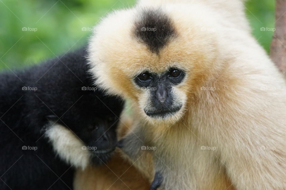 White cheeked female gibbon