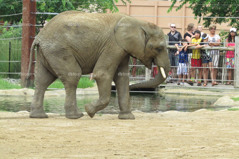 Baby elephant at the zoo! 