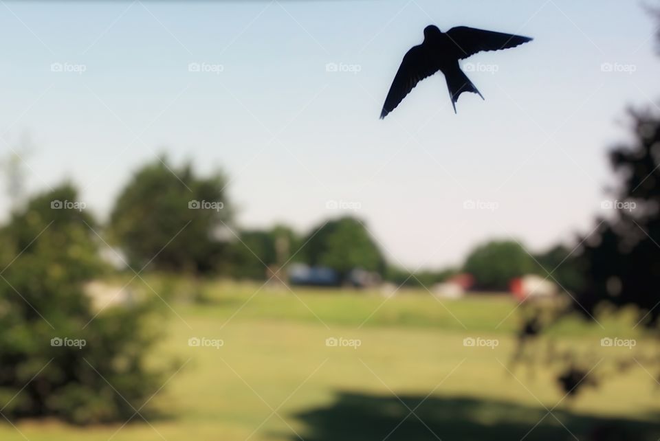 A Barn Swallow flying in silhouette