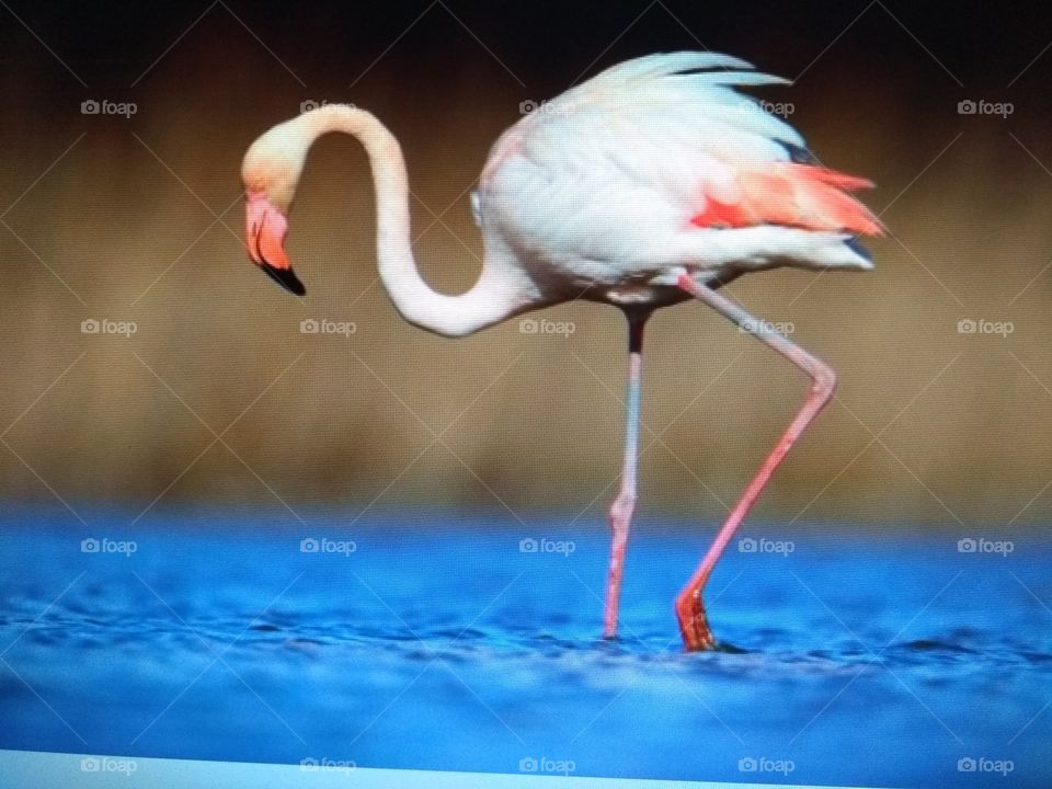flamingo ..mexico