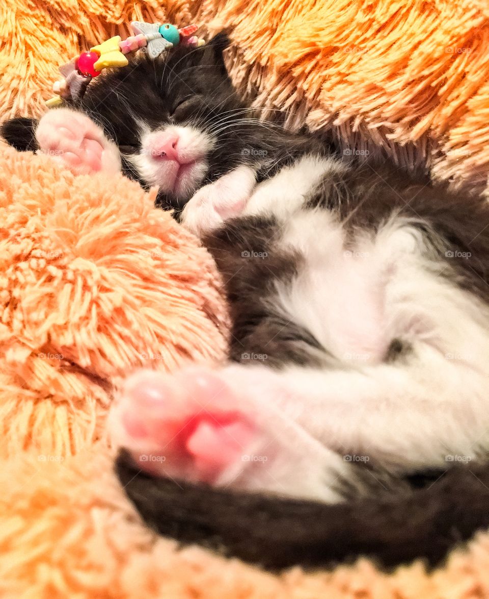 Cute kitten sleeping 