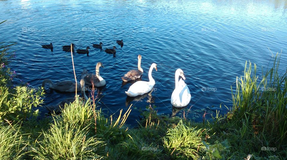 swans and ducks