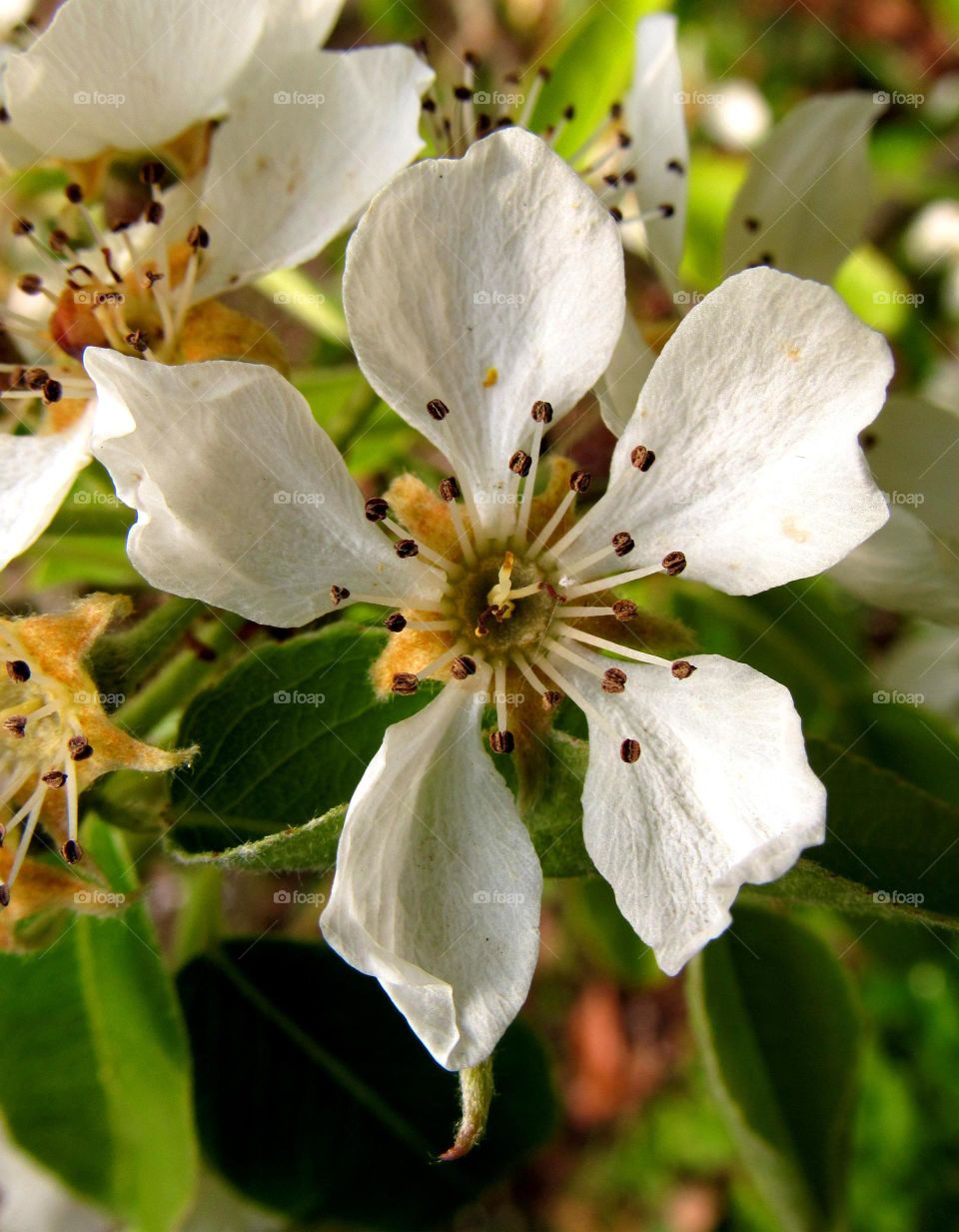 flower