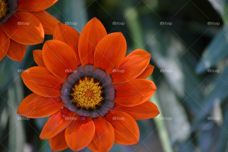 Close up of an orange flowers