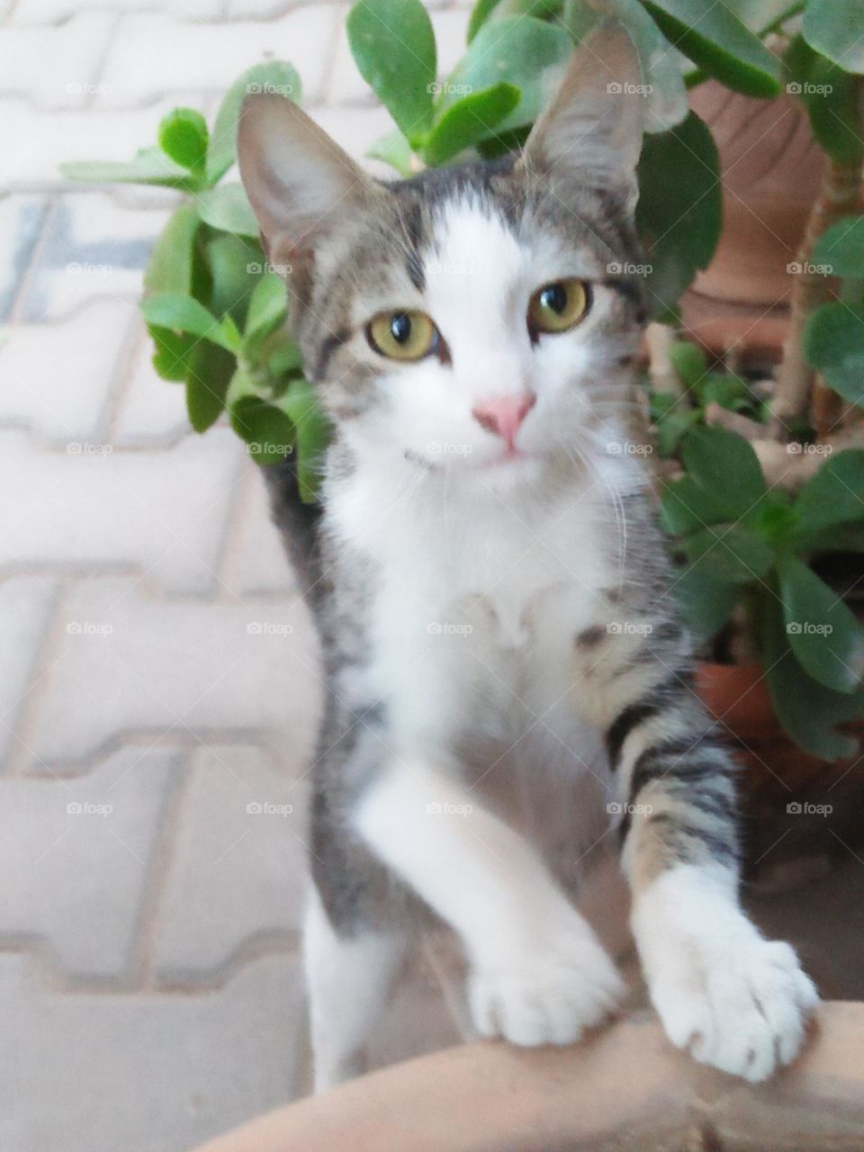 Beautiful grey and white cat.