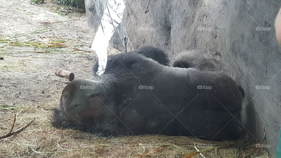 A gorilla enjoys his nap time.