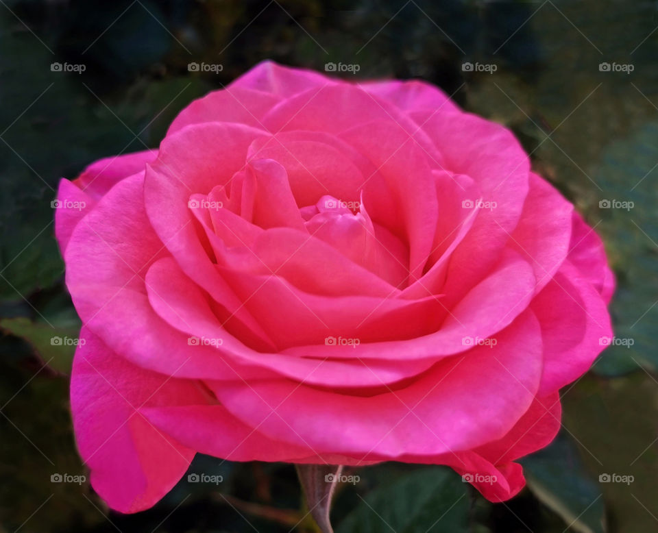Beautiful pink rose blooming in the garden.