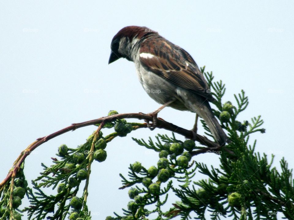 Sparrow