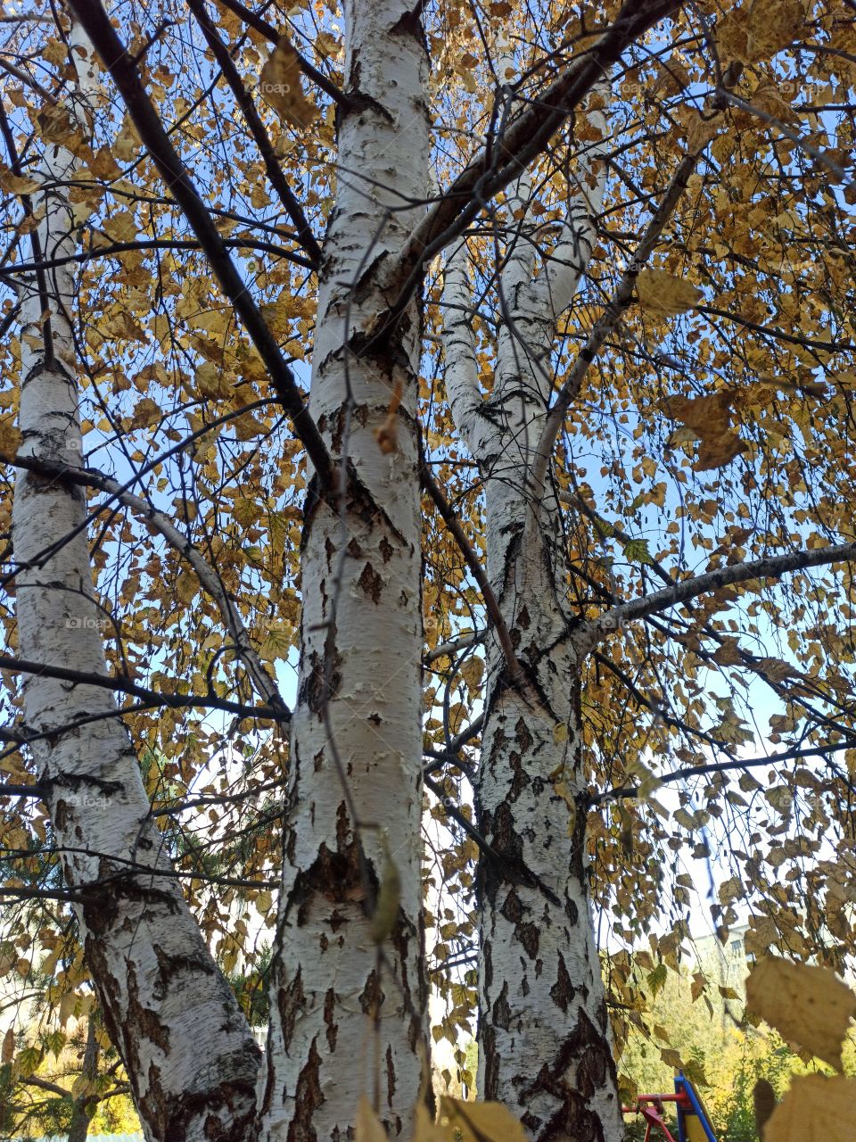 autumn birch