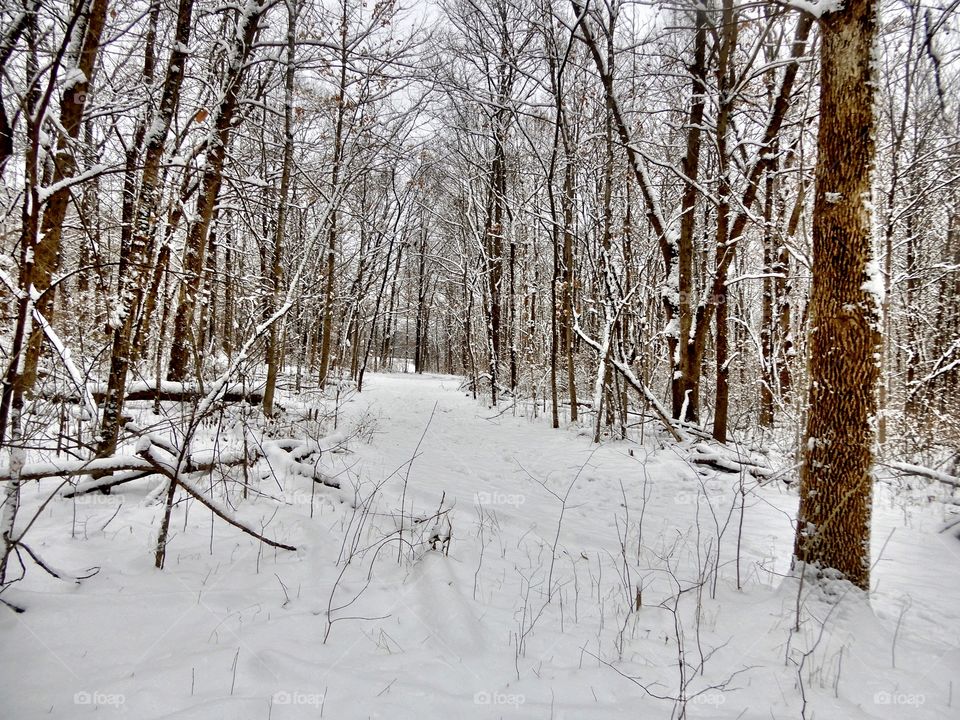 Beautiful winter day in a forest in indiana 
