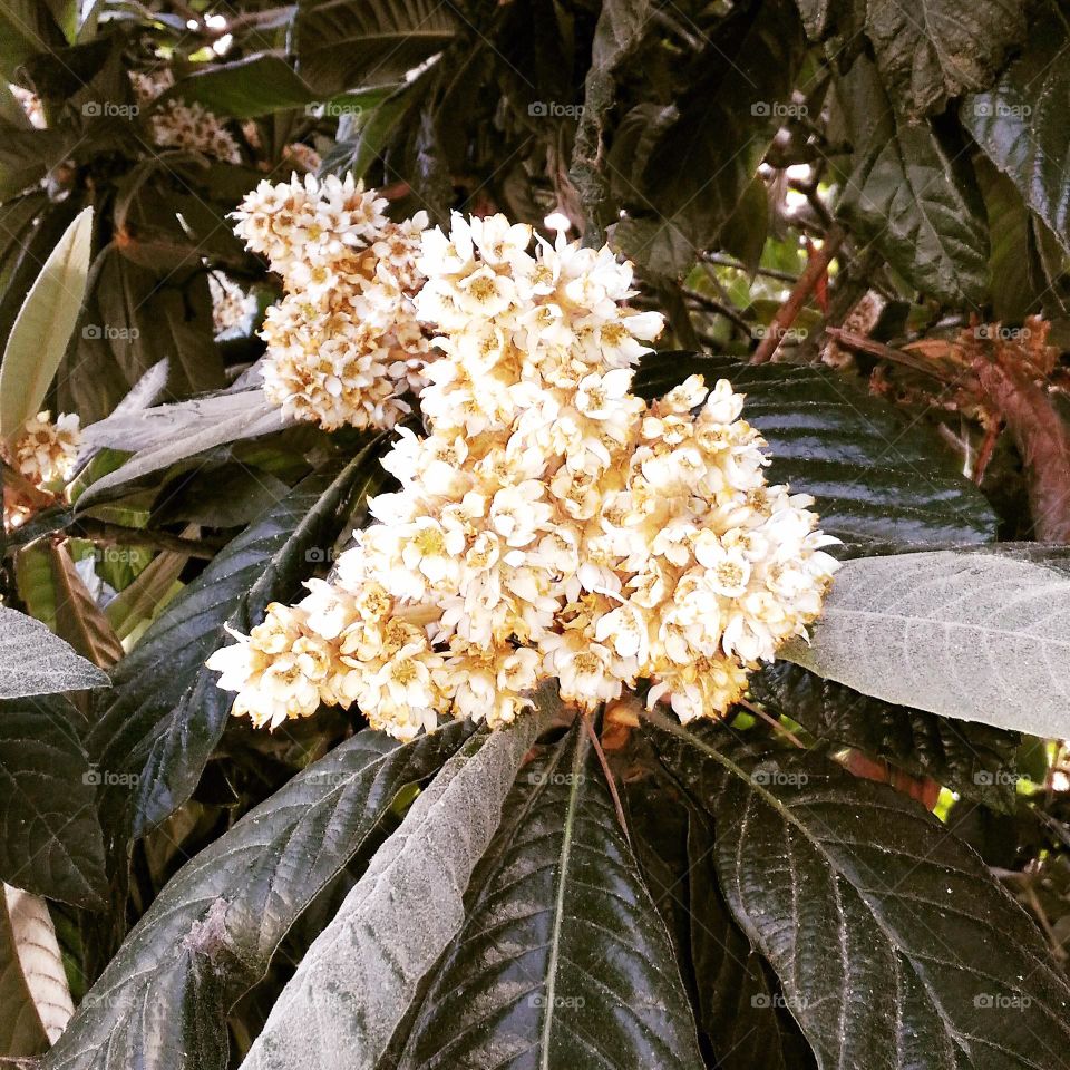 A close-up of the October medlar blossoms on the Italian island of Ischia
