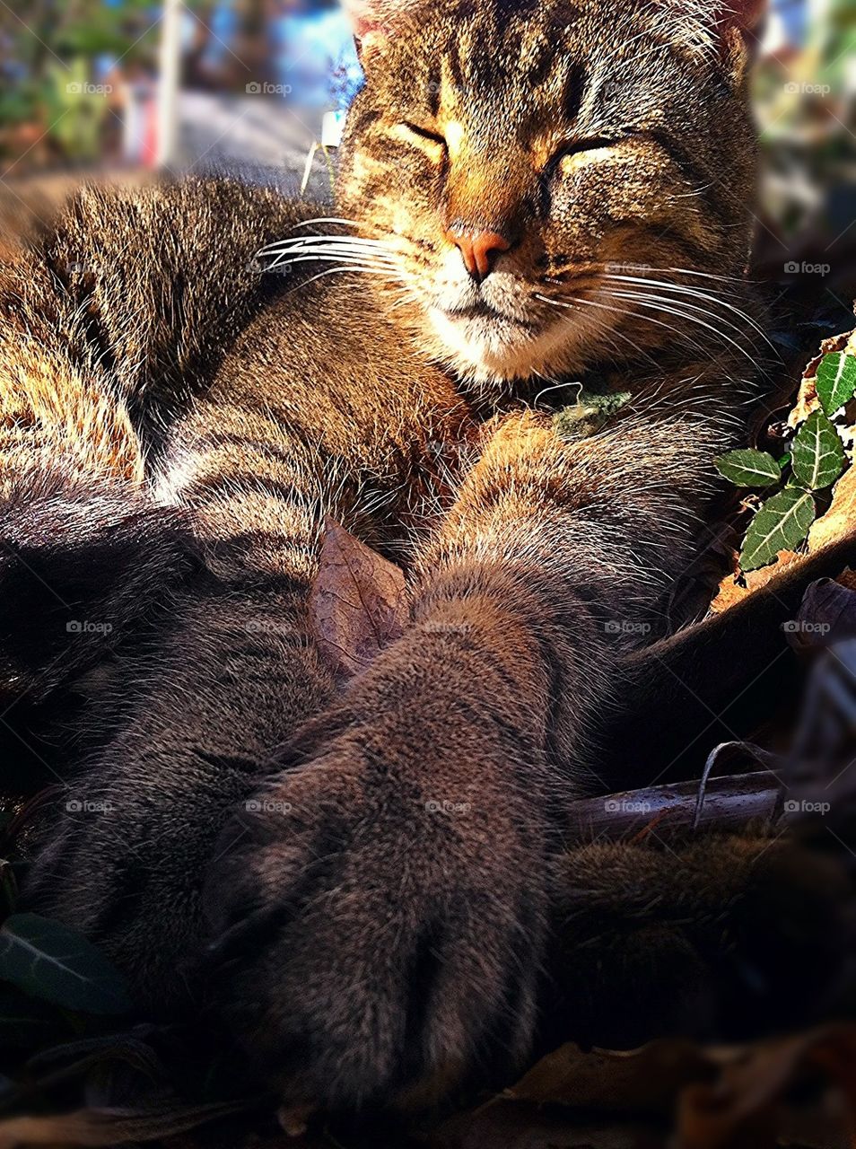 Cat in the Winter Sun