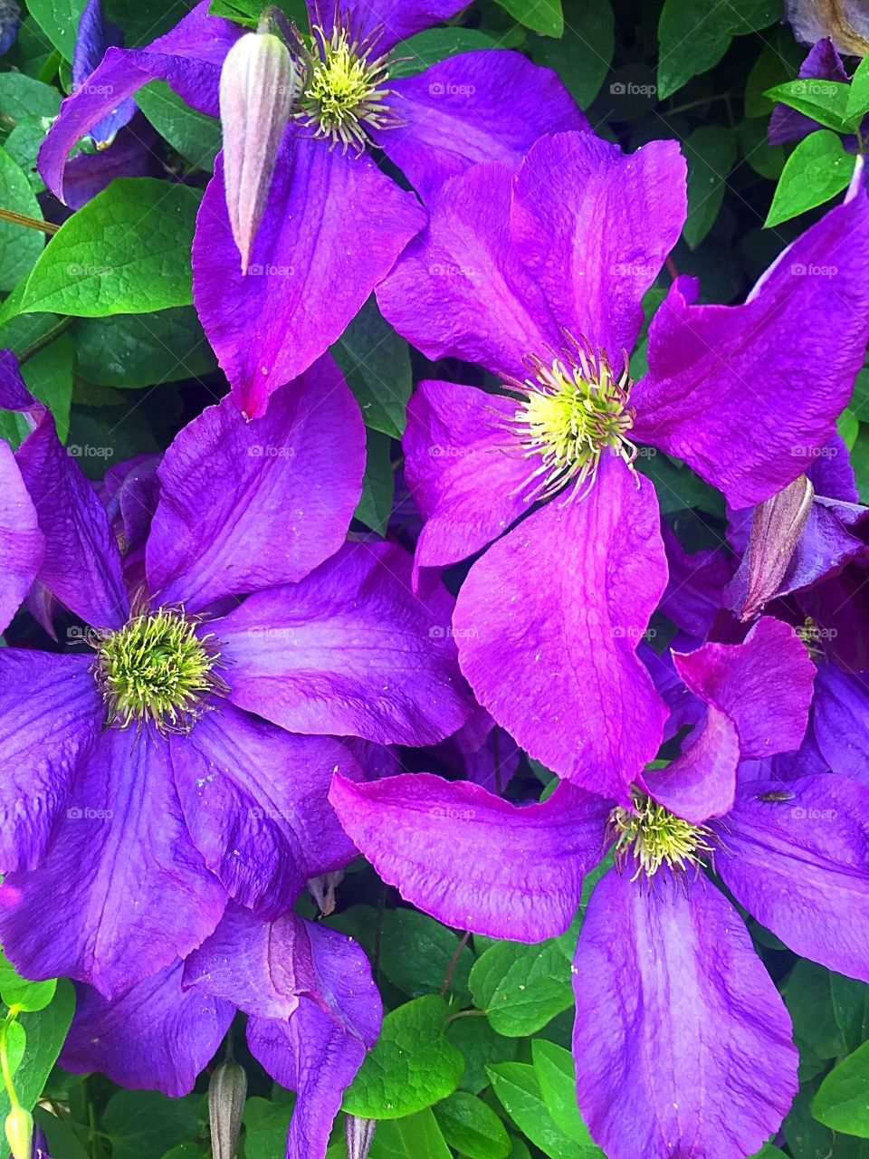 Clematis blooms